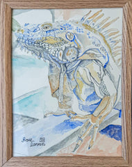 Iguana